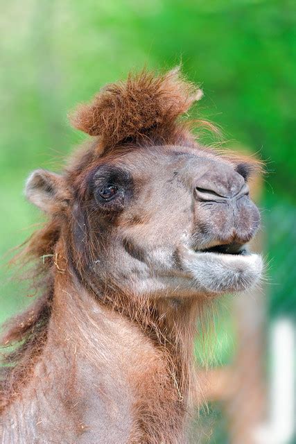 Funny pictures free hd saturday, 10 march 2012. Camel with funny haircut | Flickr - Photo Sharing!