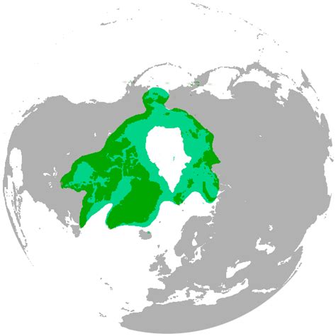 Polar Bears Earth 103 Earth In The Future