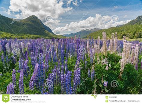 Purple Colour Lupines Blossom With Mountain Background New Zealand