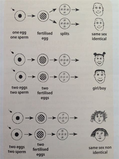 difference between fraternal twins and identical twins brother and twins