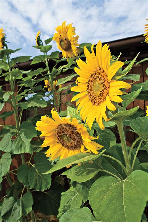 How to Grow Sunflowers | Sunflower garden, Grow sunflowers, Growing sunflowers