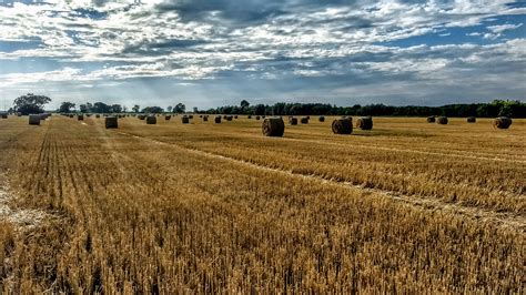 Free Images Harvest Field Wheat Sky Countryside Country