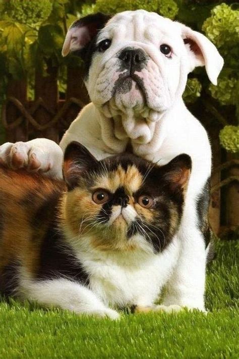 17 Best Images About Dogs And Cats Together On Pinterest