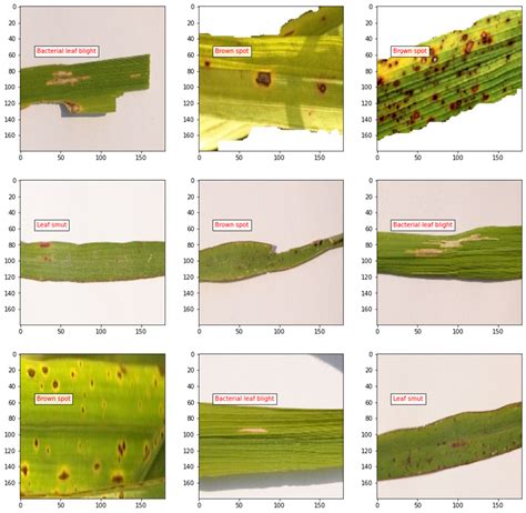 GitHub PawarMukesh RiceLeaf Disease Detector The Image Data Of Rice