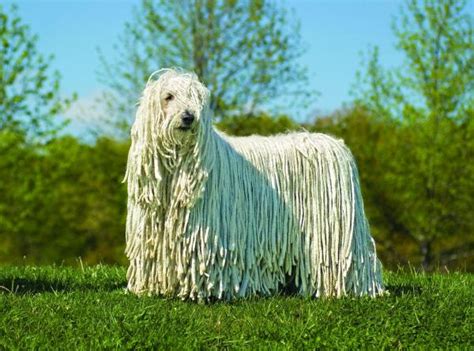 Some people prefer dogs that don't shed hair due to hygiene reasons or a lack of time. Fluffiest Dog Breeds - TOP 12 - With Pictures! 🐶