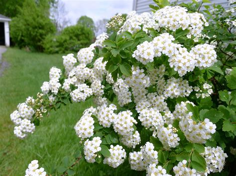 White Flower Bush My Wall