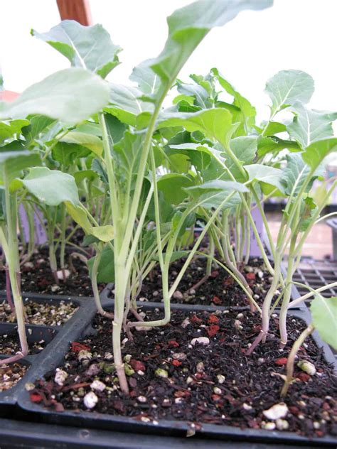 Broccoli Seed Starting Tips Harvest To Table
