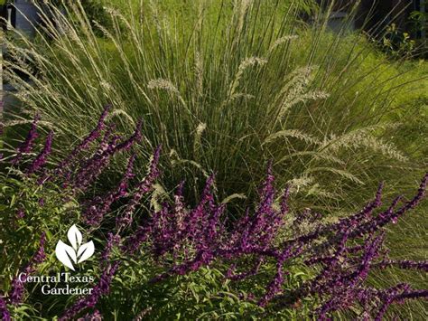 Lindheimer Muhly With Salvia Leucantha Planting Flowers Texas