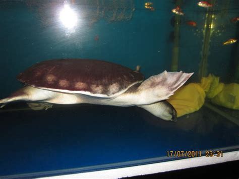 Adult Pig Nose Turtle For Sale Adoption From Penang