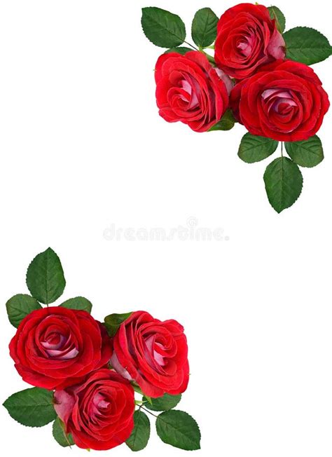 Um Ramalhete De Rosas Vermelhas Em Um Fundo Branco Isolado Foto De