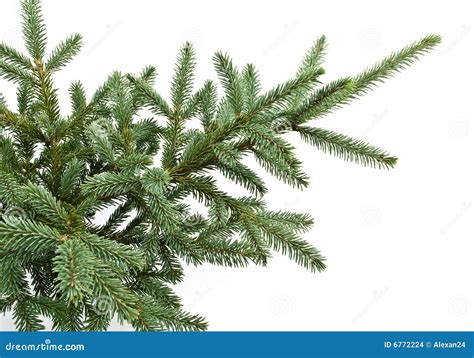 Fir Tree Branch Isolated On White Stock Photo Image Of Evergreen