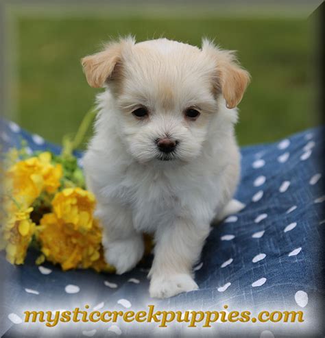 A maltipoo usually stands 8 to 14 inches tall and weighs between 5 and 20 pounds. Available Maltepoo or Maltipoo puppies for sale from ...