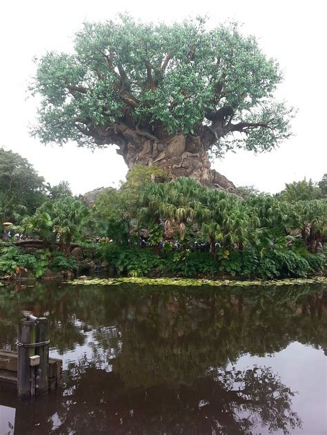 Hd Wallpaper Tree Of Life Disney Nature Green Environment Growth
