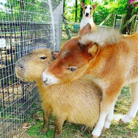 18 Pictures Of Capybaras Just Being Really Friendly Capybara Pet