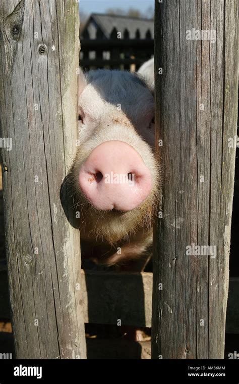 Snout Of A Pig Stock Photo Alamy