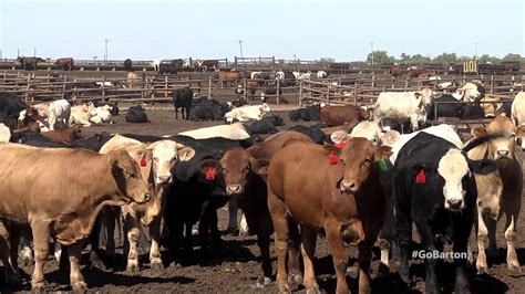 Beef Cattle Production Youtube
