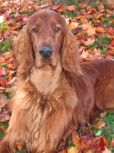 They also need extra grooming attention because of their thick coats, which we'll look at later. Irish Setter Photo | Irish setter, Irish dog