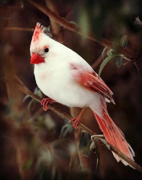 White Cardinal Animals Beautiful Beautiful Birds Pretty Birds