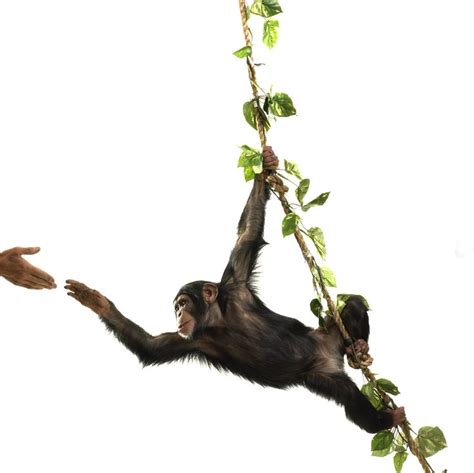 Chimp Swinging Hanging Monkey Animals Images Tree Monkey