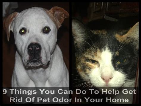 He is still in the active list of those pets you can call. Things You Can Do To Help Get Rid Of Pet Odor In Your Home