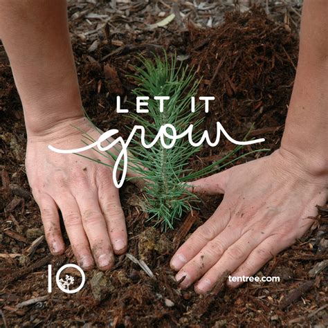 It differs from the transplantation of larger trees in arboriculture. Make a plan, execute it with precision and resilience, then go with the flow, and let it grow ...