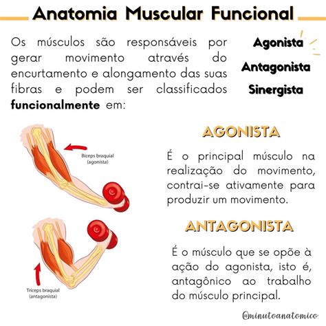 Musculos Agonistas Antagonistas E Sinergistas