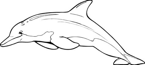 We cannot live without god. Dolphin Line Drawing - Cliparts.co
