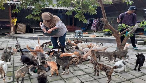 Dan dibuktikan dalam setiap transaksi bisnis yang kami lakukan. Sayang dan Peduli, Ini Syarat Adopsi di Rumah Kucing Parung