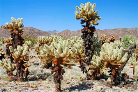 The scientific name of the species of cholla that grows in the garden is opuntia bigelovii, but it is often called teddy bear cholla or jumping cholla. Photo Gallery - Joshua Tree National Park - Wolf's Vision ...