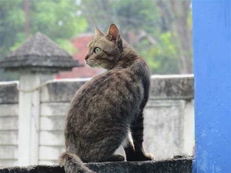 Membaca tulisan atau artikel ilmiah berbeda dengan membaca jenis tulisan lain karena jenis informasinya berbeda. MEMBACA dan MENULIS