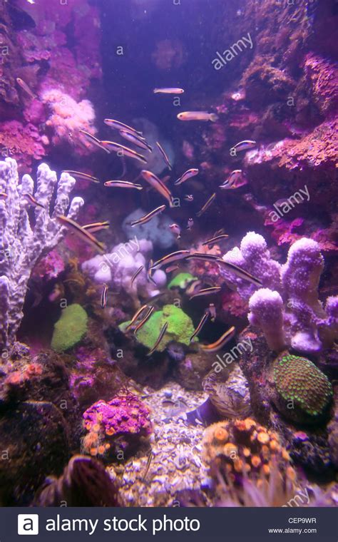 Fishes Coral And Anemones In The Bottom Of Aquarium Or Sea Stock Photo