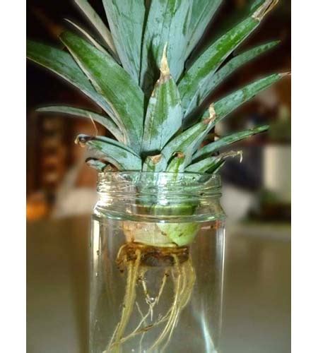 We will be harvesting this pineappl how to plant pineapple top. How To Grow A Pineapple In Water