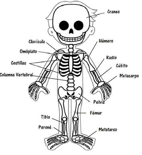 Qué Es El Sistema óseo Para Niños Cuerpo Humano