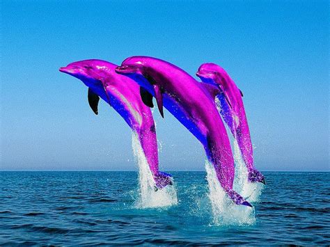 Pink Jumping Bottlenose Dolphins The Heart Winners Dolphins Pinterest