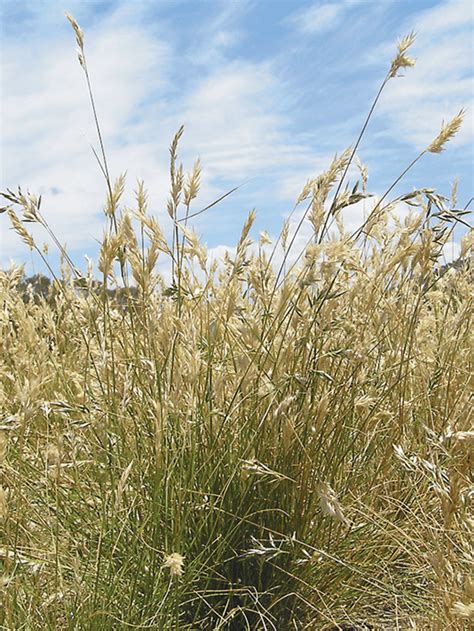 Oxley Wallaby Rytidosperma Geniculatum Australian Native Grasses