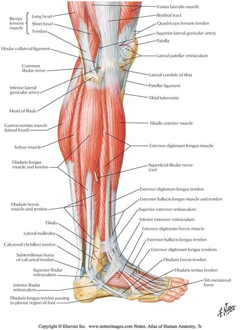 The lower leg muscles are essential bodily structures. Nerves Leg Diagram . Nerves Leg Diagram Sg Lower Limb ...
