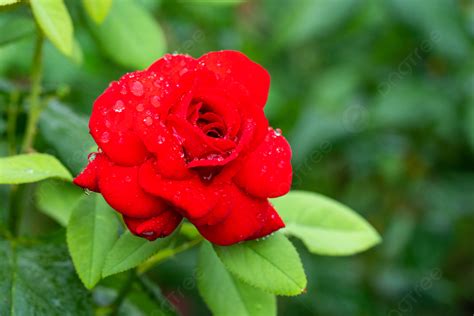 Background Foto Bunga Mawar Di Siang Hari Taman Mawar Terbuka Saat