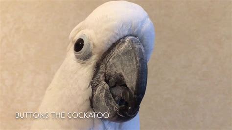 So, have some fun with it and let your children pretend they're comedians with a receptive audience. Best Knock-Knock Joke Ever Compilation - YouTube