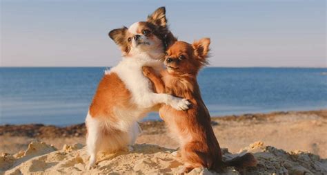 18 Dog Hugs That Will Warm Your Heart Bechewy