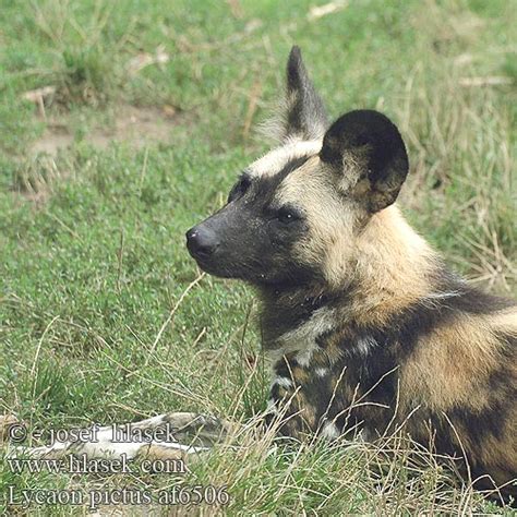 Lycaon Pictus African Wild Dog Wildehond Ki Gouez Afrika Хиеново куче