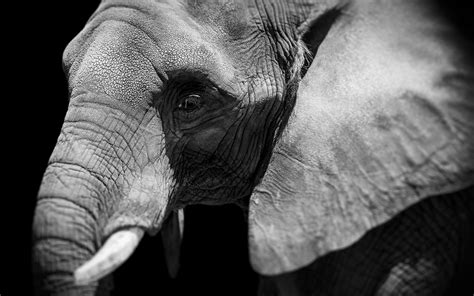 Elephant Full Hd Wallpaper And Background Image 1920x1200 Id417316