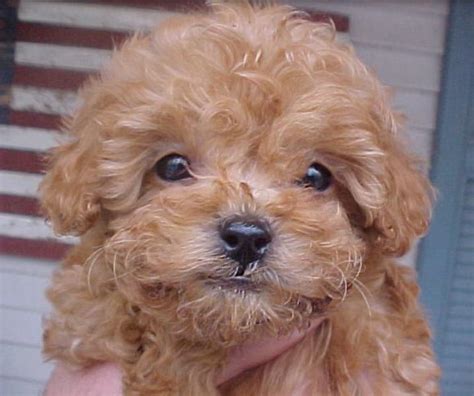 Close Up Picture Of Apricot Toy Poodle Puppy Picture