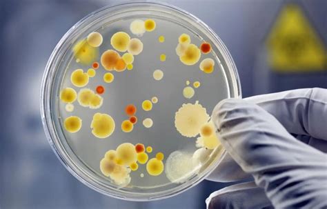 The World S Largest Bacteria Has Just Been Discovered