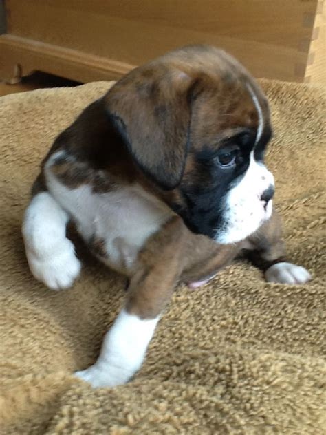 Boxers Of Palo Mesas Reuven 6 Weeks Old Boxer Puppies Boxer Dogs