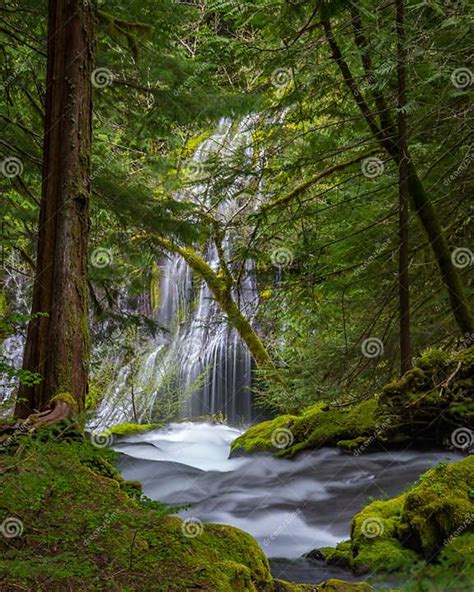 Panther Creek Falls Stock Photo Image Of Green Trees 77757650