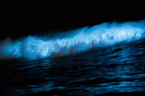 Glowing Oceans - How Bioluminescence Works - ecosystemearth