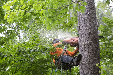 Having well maintained trees are important to keeping up your curb appeal and making sure your property is as valuable and looks as good as here's just a few of the reasons that tree pros lexington has become the number one source for lexington tree care services Mayer Tree Removal Services | Mayer Tree Services, Inc.