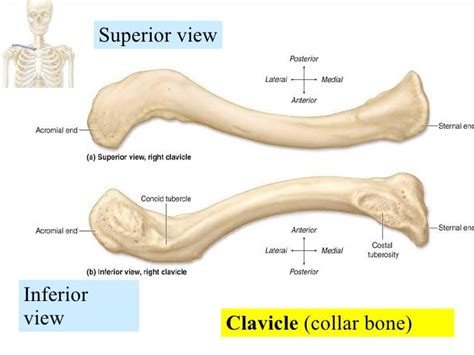 Clavicle Bone Labeled Colección De La Unidad Especializada En