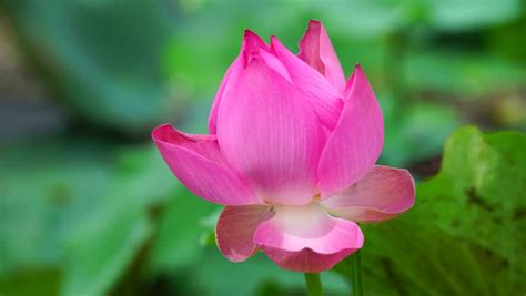 Lotus flower stock photos and images (77,544). Beautiful Lotus Flower in Vietnam. Stock Footage Video ...