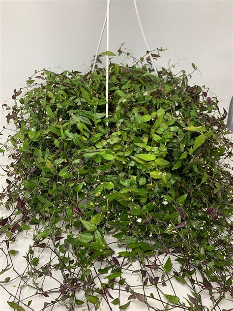 Maybe you would like to learn more about one of these? 8" Tahitian Bridal Veil Hanging Basket - Flowers Talk Tivoli